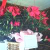 Flowers for Gerti